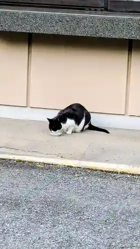 白金氷川神社の動物
