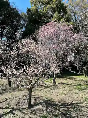 道明寺天満宮(大阪府)