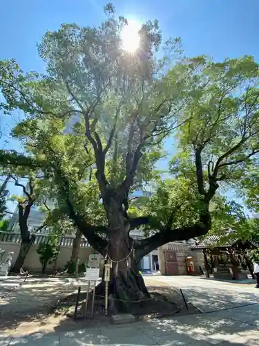 難波神社の自然
