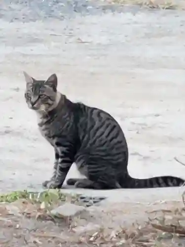 井手神社(愛媛県)