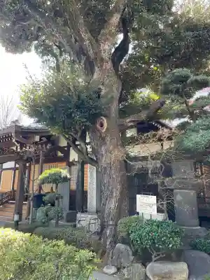 西教寺の{uncategorized: "未分類", other: "その他", undefined: "問題あり", building: "その他建物", grave: "お墓", sacred_gate: "鳥居", guardian: "狛犬", statue: "像", buddha: "仏像", history: "歴史", nature: "自然", garden: "庭園", animal: "動物", pagoda: "塔", temizu: "手水舎", mountain_gate: "山門・神門", sanctuary: "本殿・本堂", subordinate: "末社・摂社", art: "芸術", scenery: "景色", jizo: "地蔵", ema: "絵馬", goshuin: "御朱印", omikuji: "おみくじ", items: "授与品その他", amulet: "お守り", goshuincho: "御朱印帳", eats: "食事", festival: "お祭り", votive_dance: "神楽", shichigosan: "七五三参", wedding: "結婚式", experience: "体験その他", initially: "初詣", around: "周辺", anti_infection: "感染症対策"}