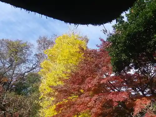 長壽寺（長寿寺）の自然