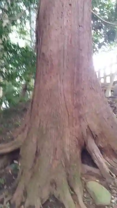 菊宮神社の自然