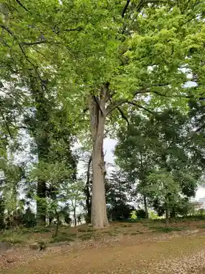 乙女八幡宮の自然