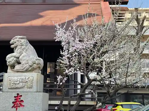 高円寺氷川神社の狛犬