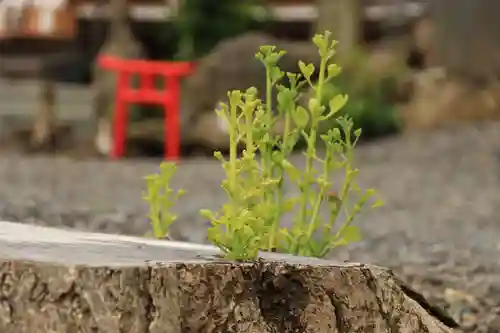 熊野福藏神社の自然