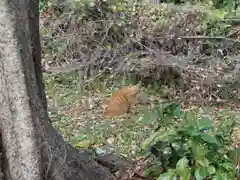 隨心院（随心院）の動物