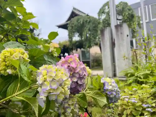 秩父札所十三番 慈眼寺の自然