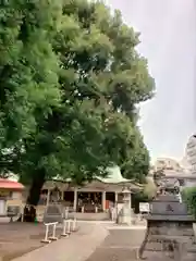 白山神社(東京都)