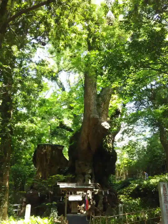 來宮神社の自然