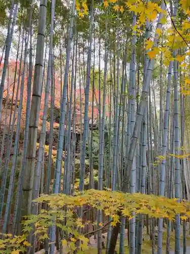 圓光寺の庭園