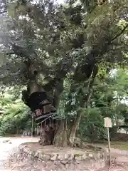 賀茂別雷神社（上賀茂神社）(京都府)