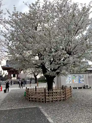 池上本門寺の自然