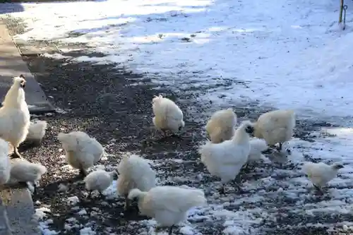 高屋敷稲荷神社の動物