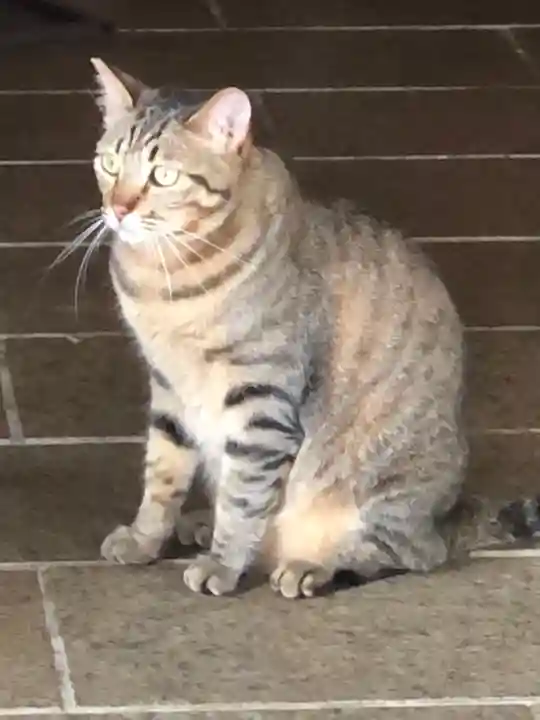 王子神社の動物