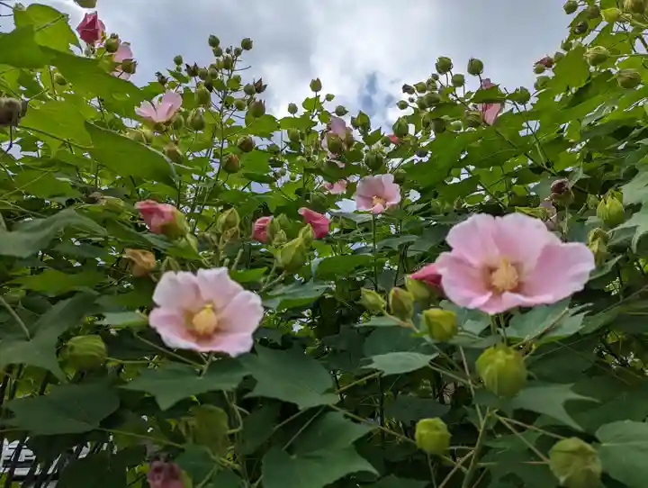 妙蓮寺(京都府)