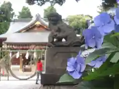 中野沼袋氷川神社の狛犬