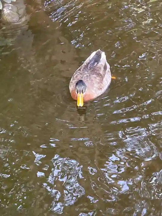 平塚八幡宮(神奈川県)