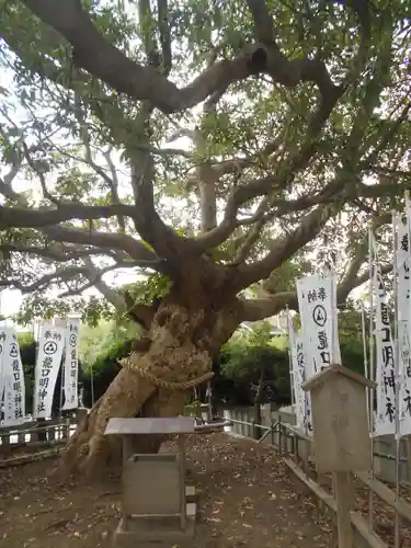 龍口明神社の自然