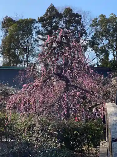 北野天満宮の自然