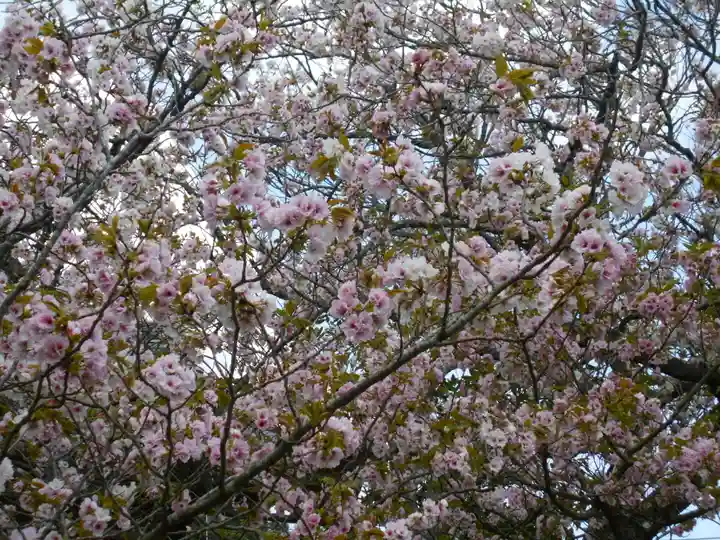 極楽寺(霊鷲山感應院極楽律寺)の自然