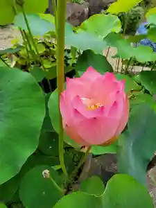 観真寺の自然(2021年06月16日(水) 20時37分54秒投稿)