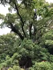 浜松八幡宮の自然