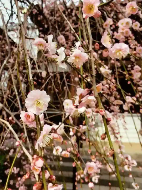妙法寺(東京都)
