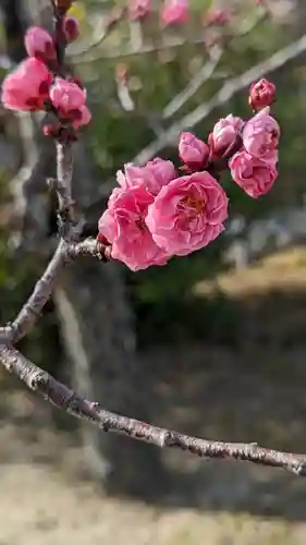 隨心院（随心院）(京都府)