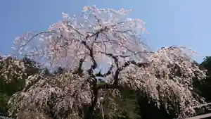 日蓮宗 総本山 塔頭 定林坊(じょうりんぼう)の自然 2020年03月28日(土)〜(2020年02月02日(日) 20時50分13秒投稿)