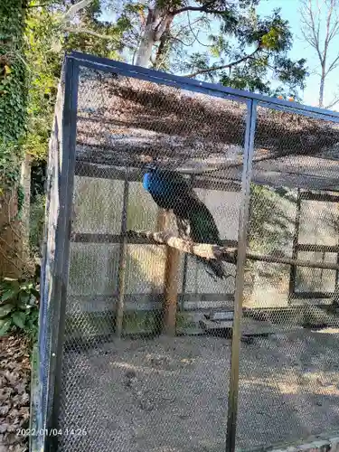 安房神社の動物