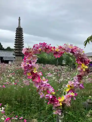 般若寺 ❁﻿コスモス寺❁(奈良県)