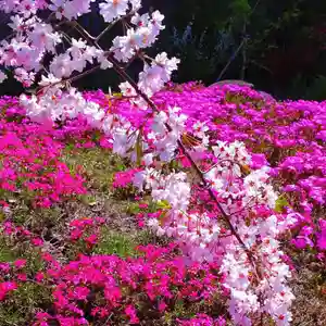 寿量山 速成寺の自然(2022年04月09日(土) 22時04分41秒投稿)