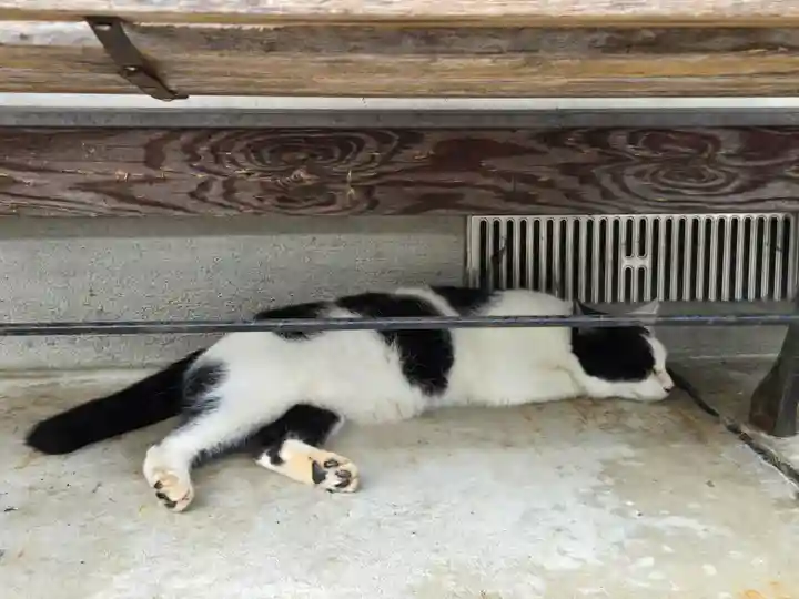 御誕生寺(猫寺)(福井県)