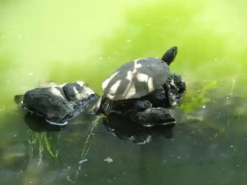 磐井神社の動物