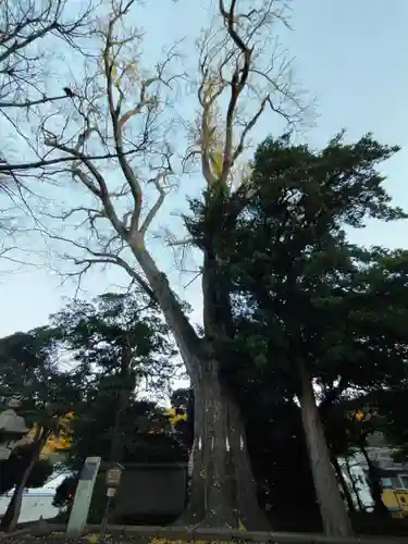 五霊神社の自然