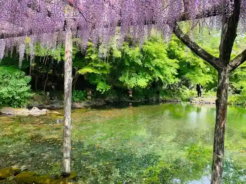 富士山本宮浅間大社の庭園