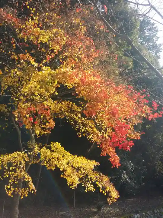 大豊神社の自然