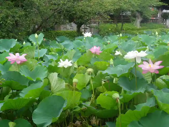 鶴岡八幡宮の自然