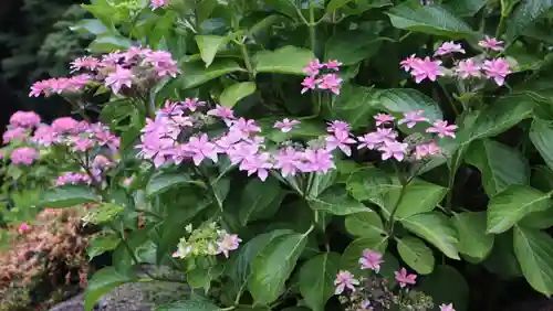 柳谷観音　楊谷寺(京都府)