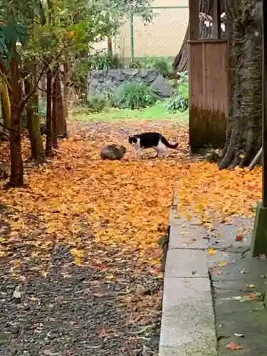 八雲神社の動物
