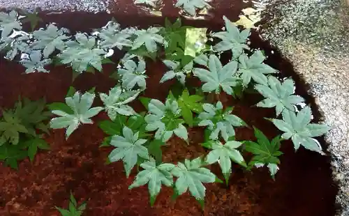 白山神社の手水舎