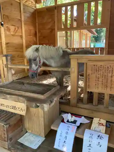 平塚八幡宮の動物