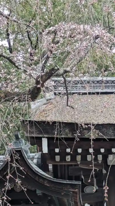 平野神社(京都府)
