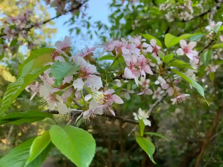 普門寺(切り絵御朱印発祥の寺)の自然