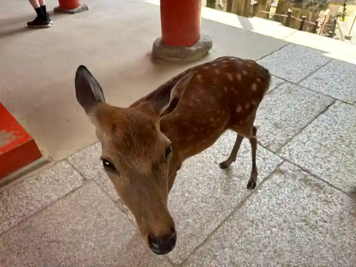 氷室神社(奈良県)