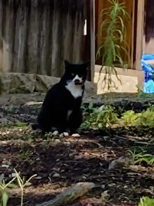 縣主神社(岡山県)