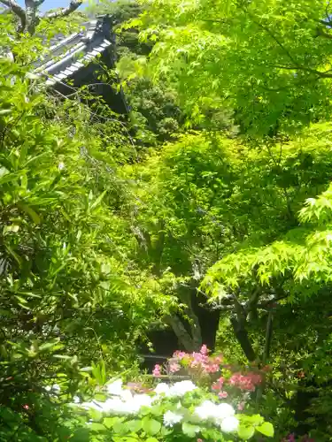 浄光明寺の自然