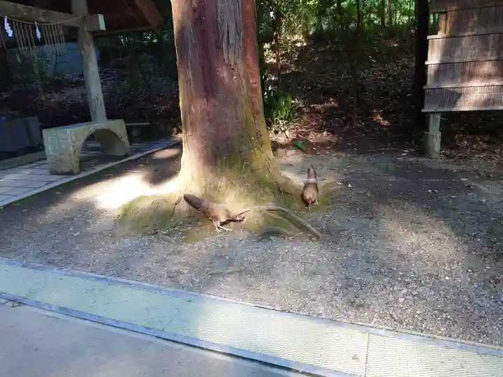 天岩戸神社(宮崎県)