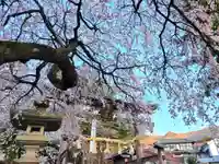 山家神社の自然
